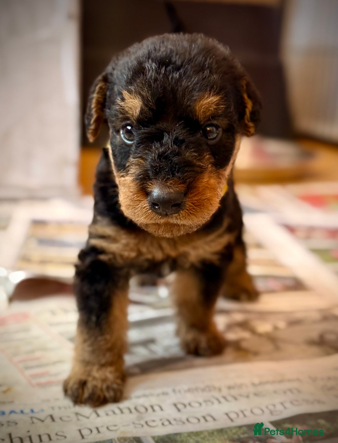 Airedale Terrier dogs for sale: ⭐️⭐️ ADORABLE KC REGISTERED  PUPS ⭐️⭐️ - Image 12