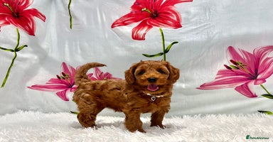 Cockapoo dogs - Advert 3