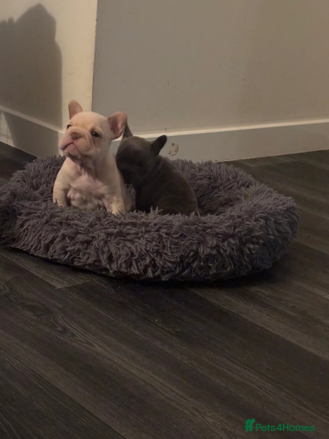 French Bulldog dogs for sale: French bulldog puppies  - Advert 28