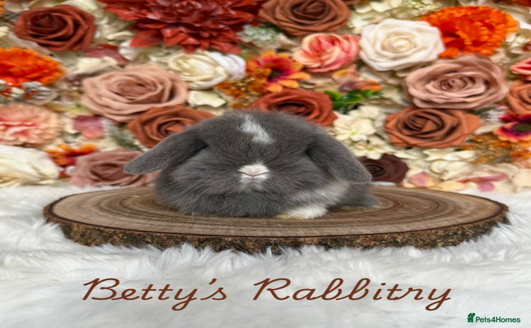 Mini Lop rabbits - Advert 4