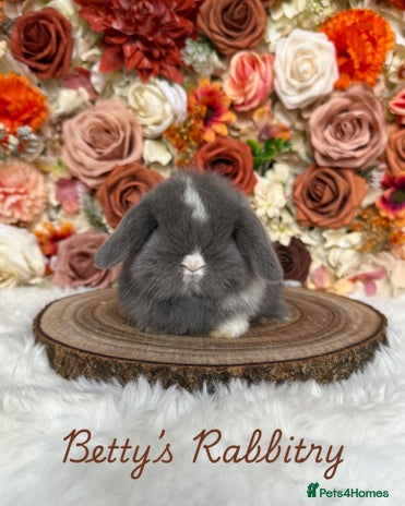 Mini Lop rabbits - Advert 4