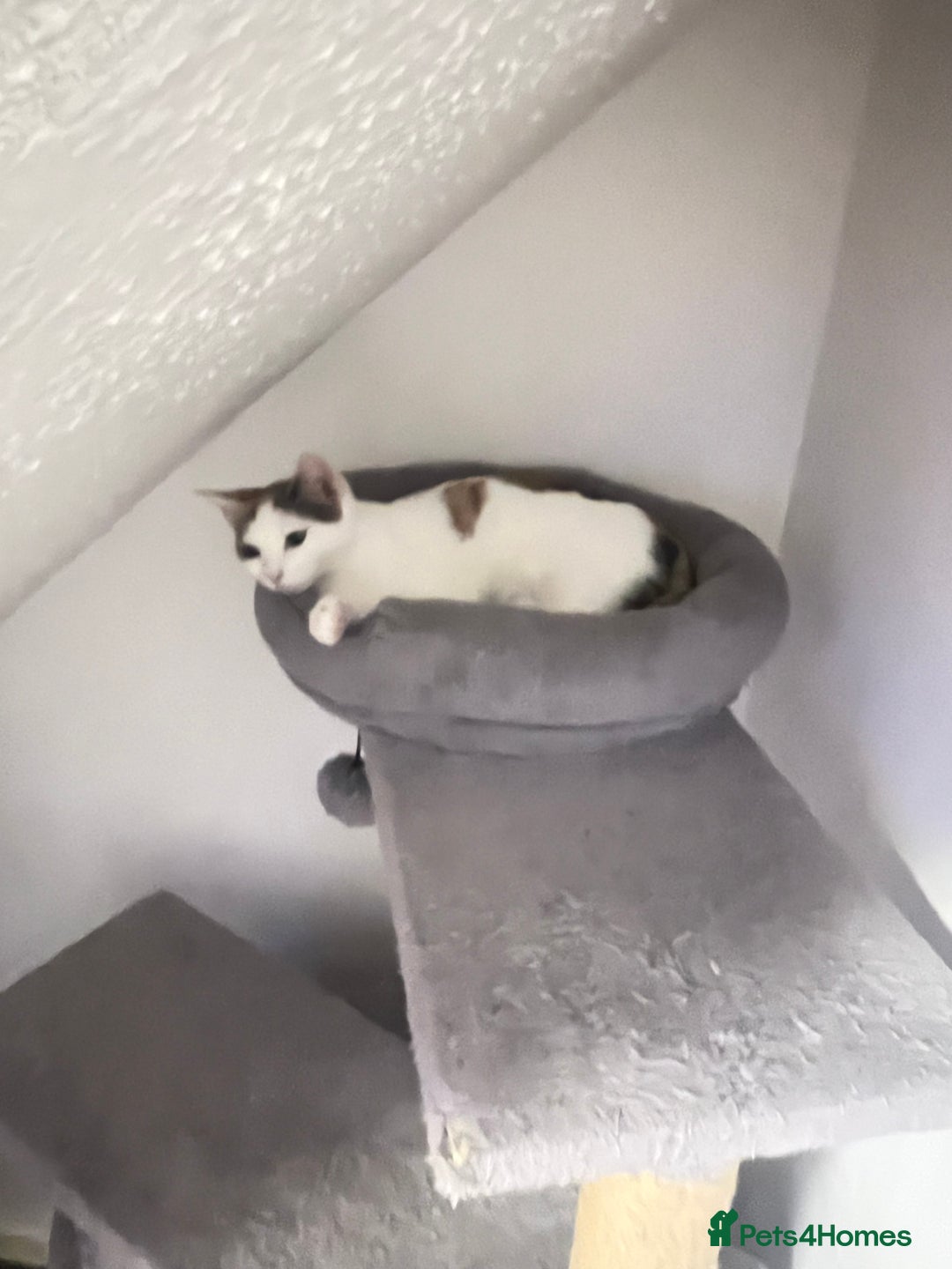 Mixed Breed cats for sale: Cute mixed Bengal kittens  - Advert 13