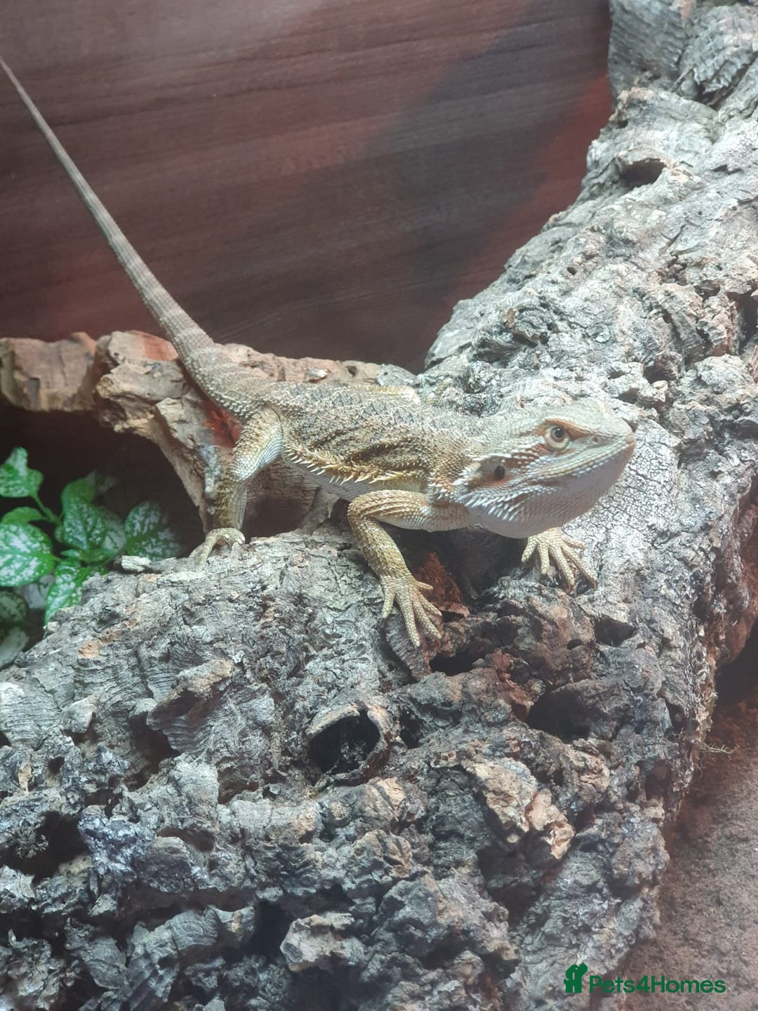 Mixed Breed reptiles for sale: Reptiles collection READ DESCRIPTION  - Advert 3