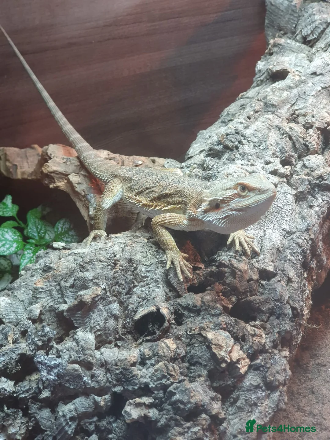 Mixed Breed reptiles for sale: Reptiles collection READ DESCRIPTION  - Advert 3