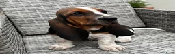 Basset Hound dogs for sale: KC Registered Basset Hound puppy for sale - Advert 3