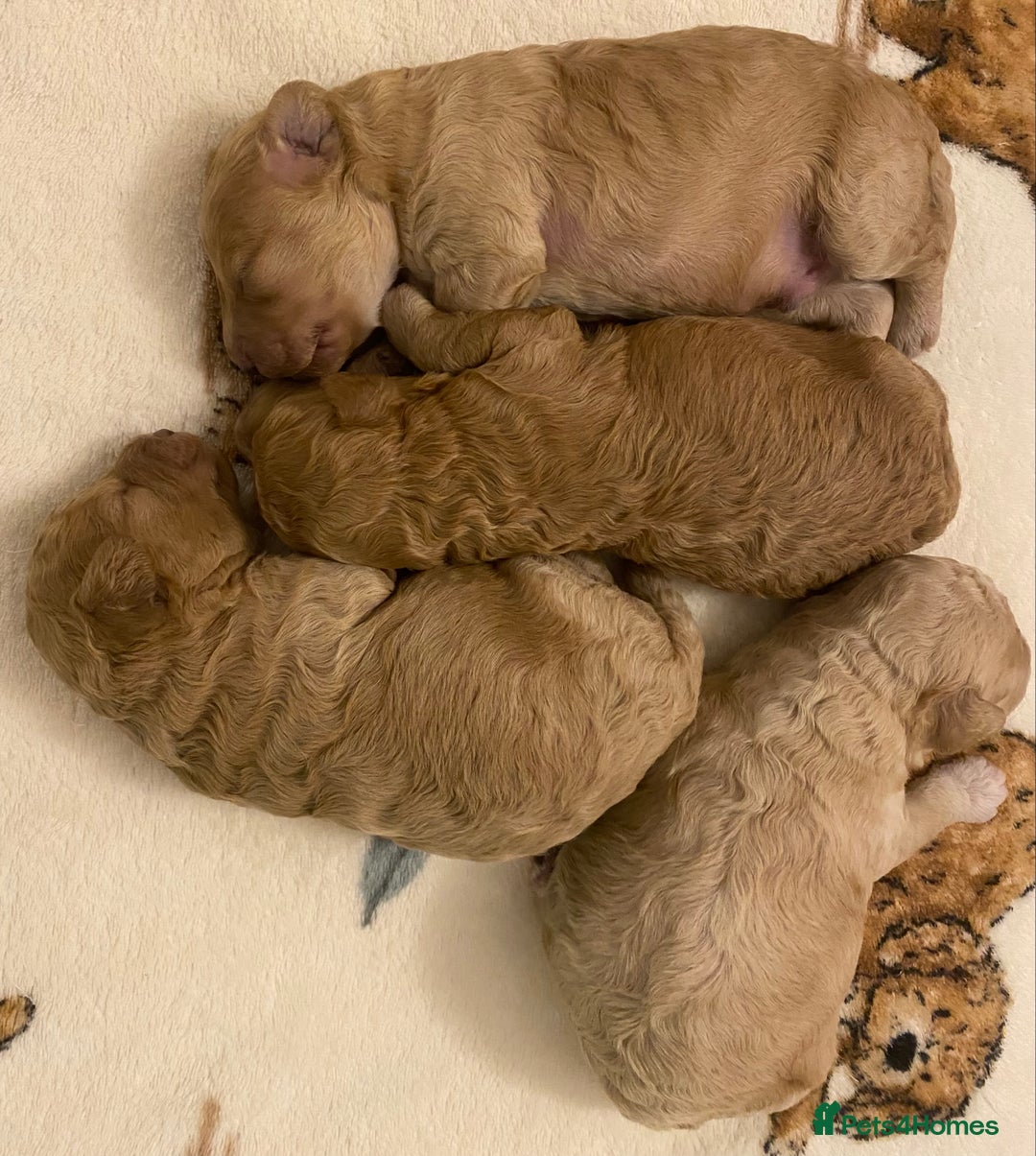 Cavapoo dogs for sale: Gorgeous Teddybear Cavapoo Puppies health checked  - Advert 27