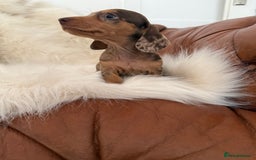 Miniature Dachshund dogs for sale: Stunning Silver & Chocolate Dapple Miniatures - Image 16