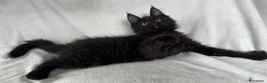 Maine Coon 5