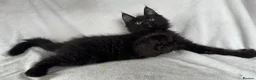 Maine Coon cats for sale: Reduced! TICA Maine Coon Kittens active possible  - Advert 30