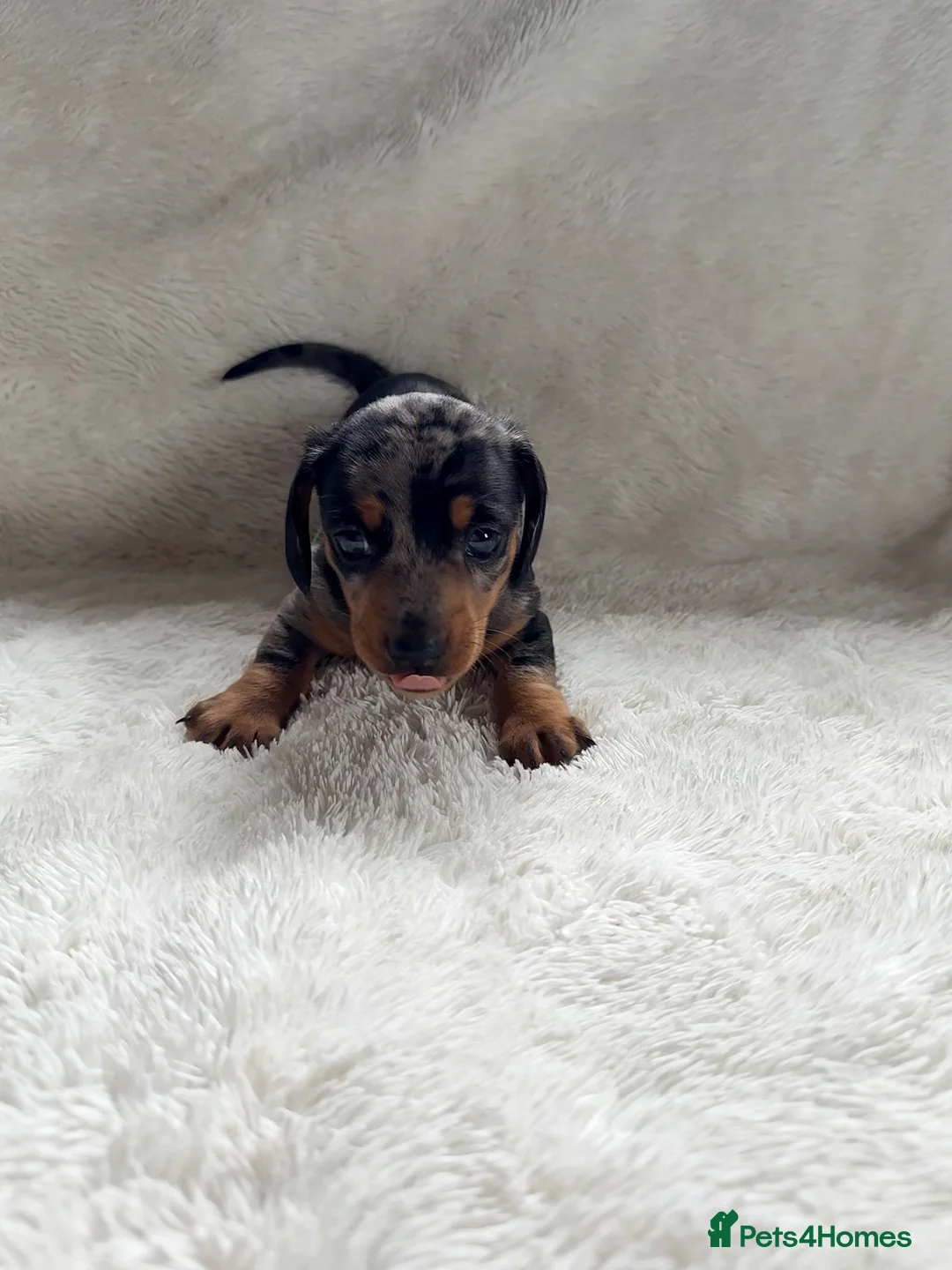 Miniature Dachshund dogs for sale: Mini daxi pups 🐶  ready from March 2026! in Maldon - Advert 2