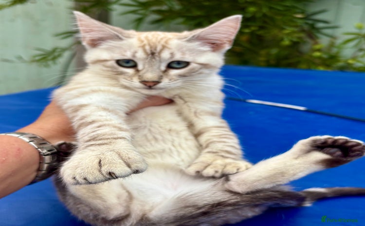 Keetso cats - Advert 2