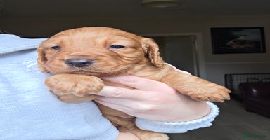 Cocker Spaniel dogs - Advert 6