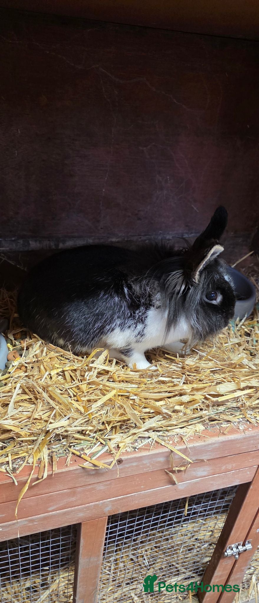 Mixed Breed rabbits Black and white rabbit - Advert 2