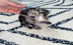 Whippet dogs for sale: Collie X whippet X whippet  - Image 15
