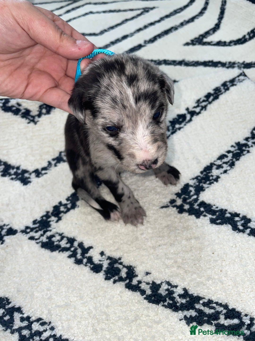 Whippet dogs for sale: Collie X whippet X whippet  - Image 15