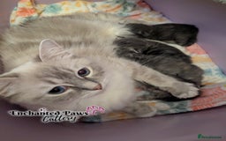 Ragcoon cats for sale: Stunning Ragcoon kittens! - Image 4