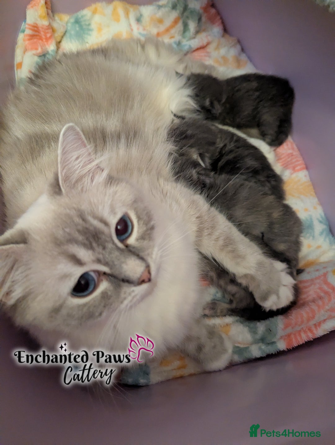 Ragcoon cats for sale: Stunning Ragcoon kittens! - Image 4
