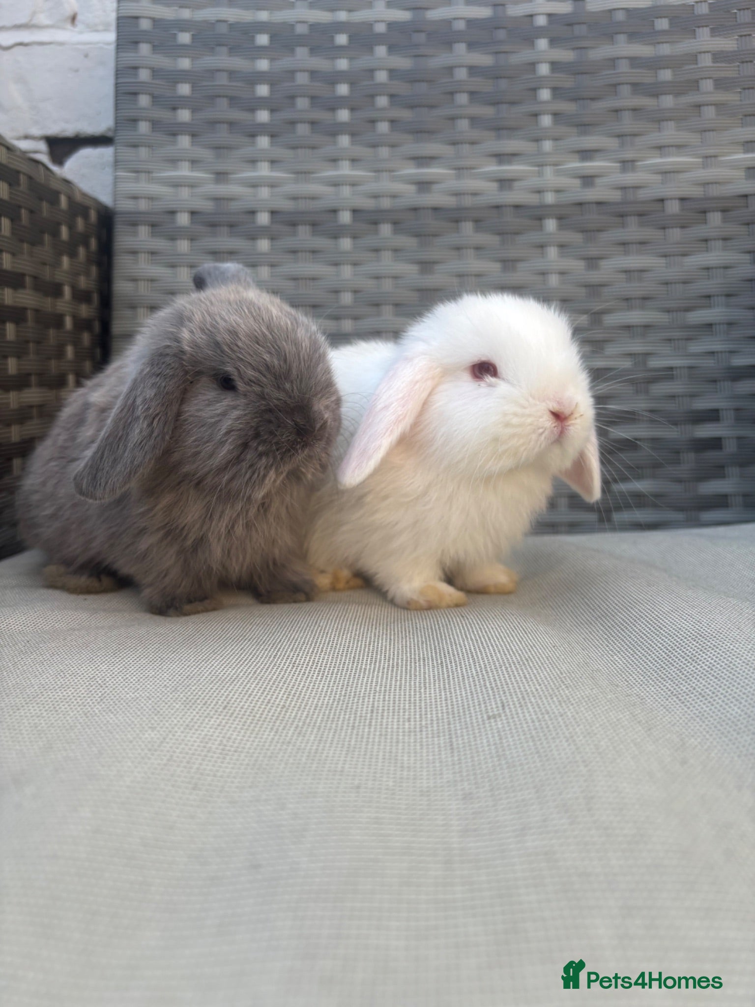 Mini Lop rabbits Two minilop bunnies for sale - Advert 2