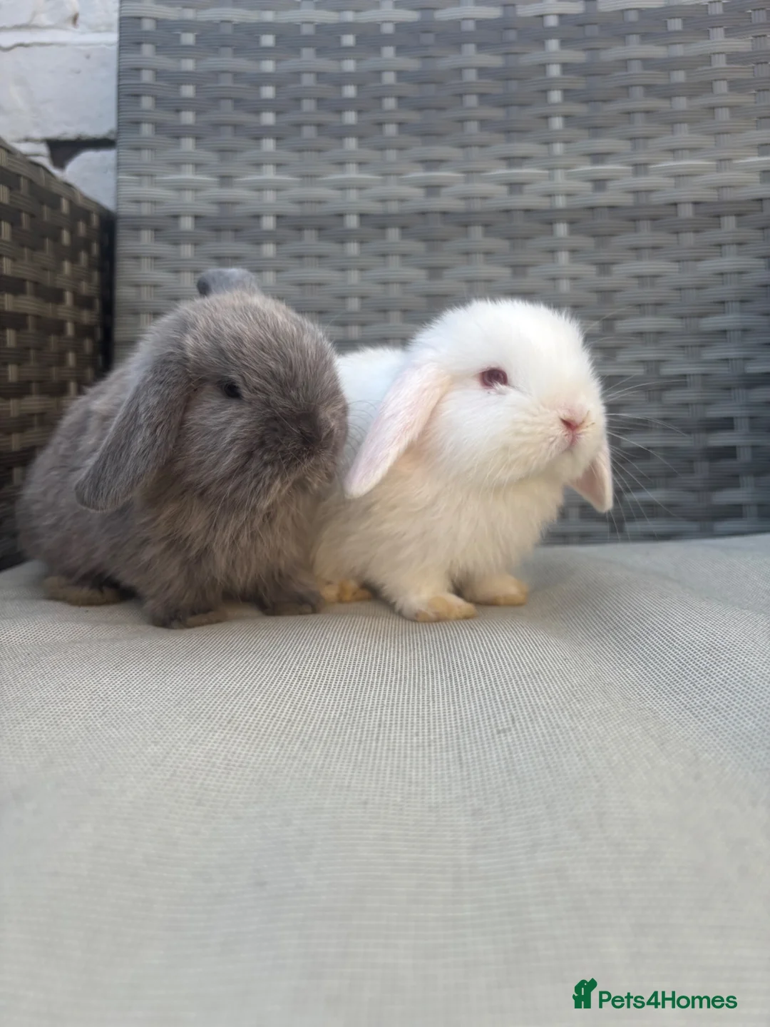 Mini Lop rabbits for sale: Two minilop bunnies for sale in Manchester - Advert 1