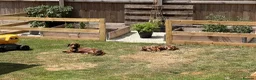 Miniature Dachshund dogs for sale: Beautiful Chocolate and Tan Miniature Dachshund  - Advert 3