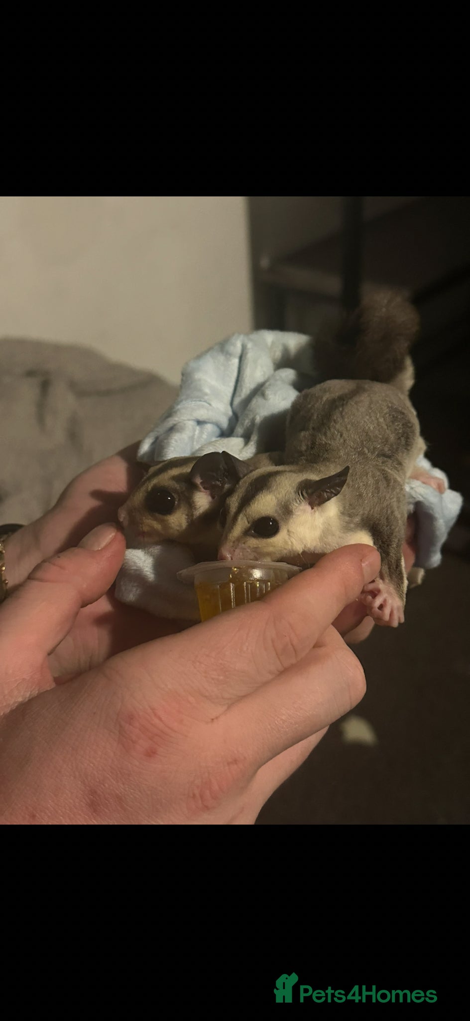 Sugar Glider rodents X2 male sugar gliders  - Advert 2