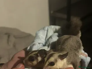 Sugar Glider rodents X2 male sugar gliders - Advert 2