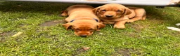 Labrador Retriever dogs for sale: 1 fox red boy & 1 yellow girl available.   in Woking - Advert 4
