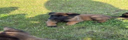 Belgian Shepherd Dog dogs for sale: Belgian shepards manolis  - Advert 16