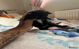Mixed Breed cats for sale: Adorable fluffy kittens  - Image 7