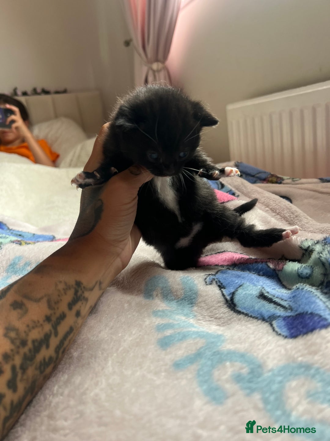 Mixed Breed cats for sale: Adorable fluffy kittens  - Image 7