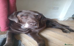Labrador Retriever dogs for sale: Special home needed for a beautiful old boy  - Image 1