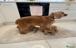 Cockapoo dogs for sale: Gorgeous F1A cockerpoos - Image 12
