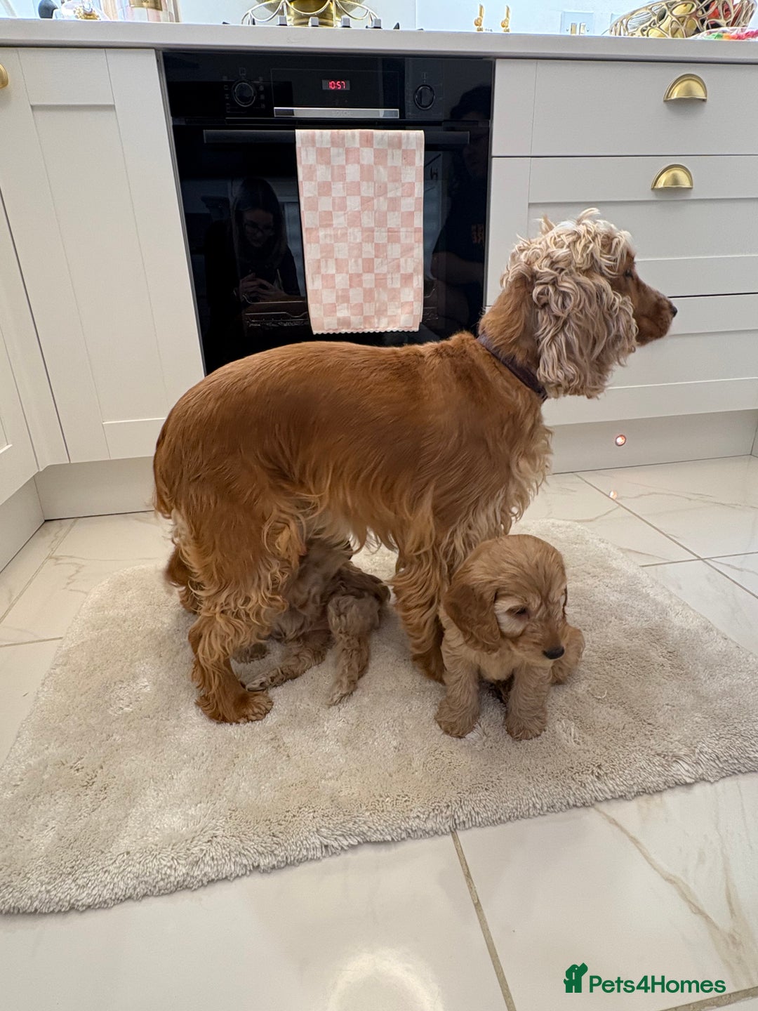 Cockapoo dogs for sale: Gorgeous F1A cockerpoos - Image 12