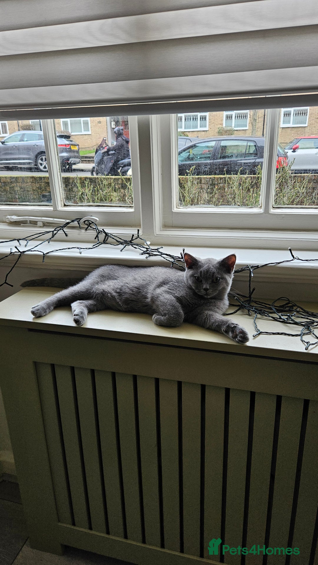 British Shorthair cats for sale: British Shorthair Male Kitten🩶🐱 - Advert 3