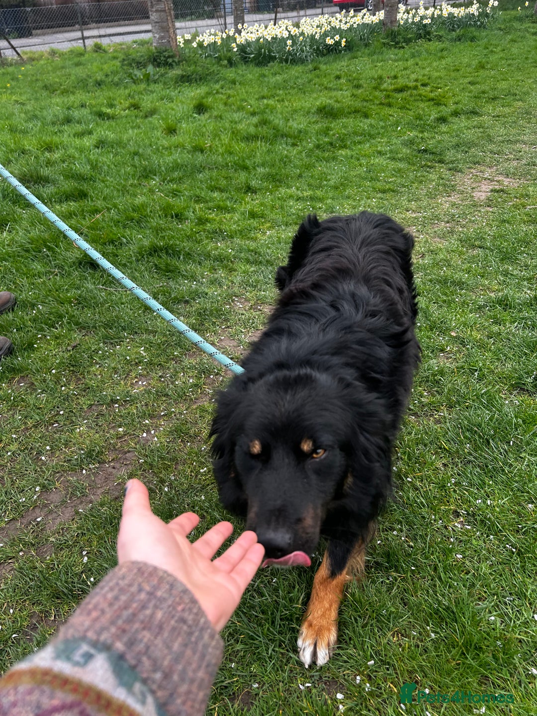 Mixed Breed dogs for sale: Rufty - Image 14