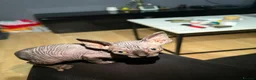 Sphynx cats for sale: Exceptional Sphynx Kittens — Home-Raised - Advert 9