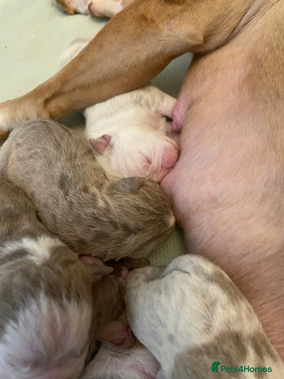 Mixed Breed dogs for sale: Old Tyme bulldogs puppies for sale.  - Image 3