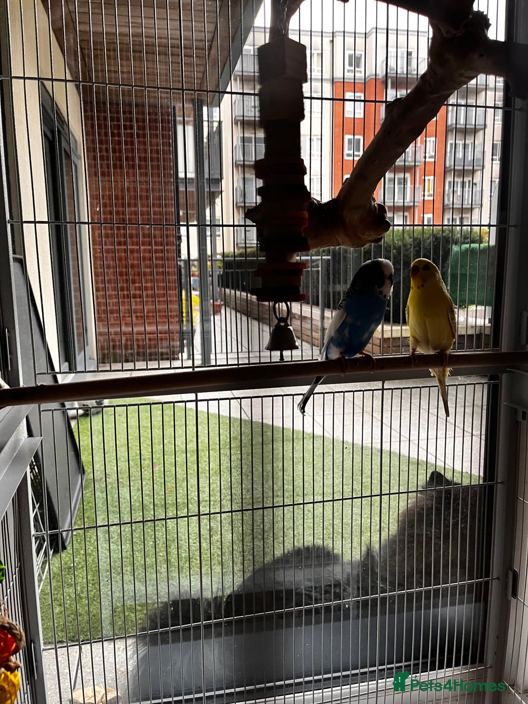 Budgerigars birds for sale: Budgie Pair and Supplies - Image 3