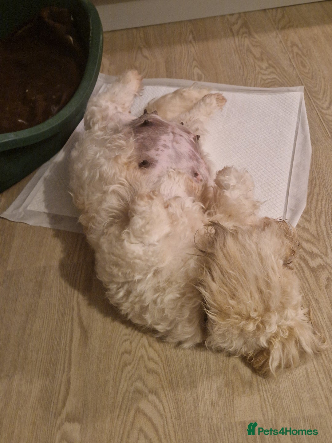 Poochon dogs for sale: 5 Cute and Cuddly Poochons  j  - Advert 13