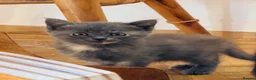 Siamese cats for sale: Beautiful Siamese x Persian kittens ready to go - Advert 14