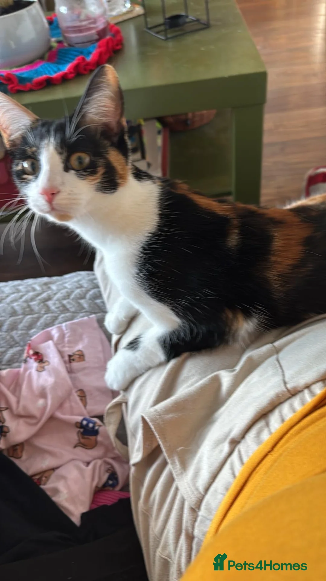 Mixed Breed cats for sale: Cat mix - Advert 2