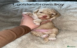 Poochon dogs for sale: F2 poochon  - Image 1