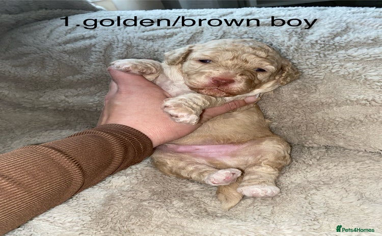 Poochon dogs - Advert 1