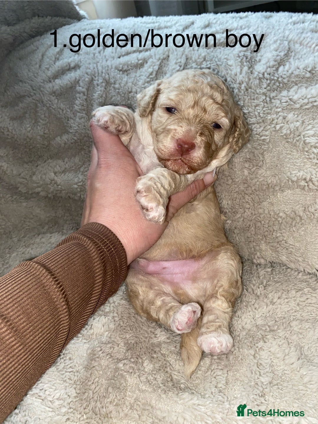 Poochon dogs for sale: F2 poochon  - Image 1