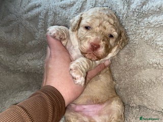 Poochon dogs - Advert 9