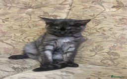 British Longhair cats for sale: British long hair and Scottish fold male & female  - Advert 7