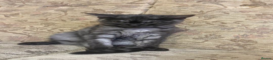 British Longhair Kitten 2