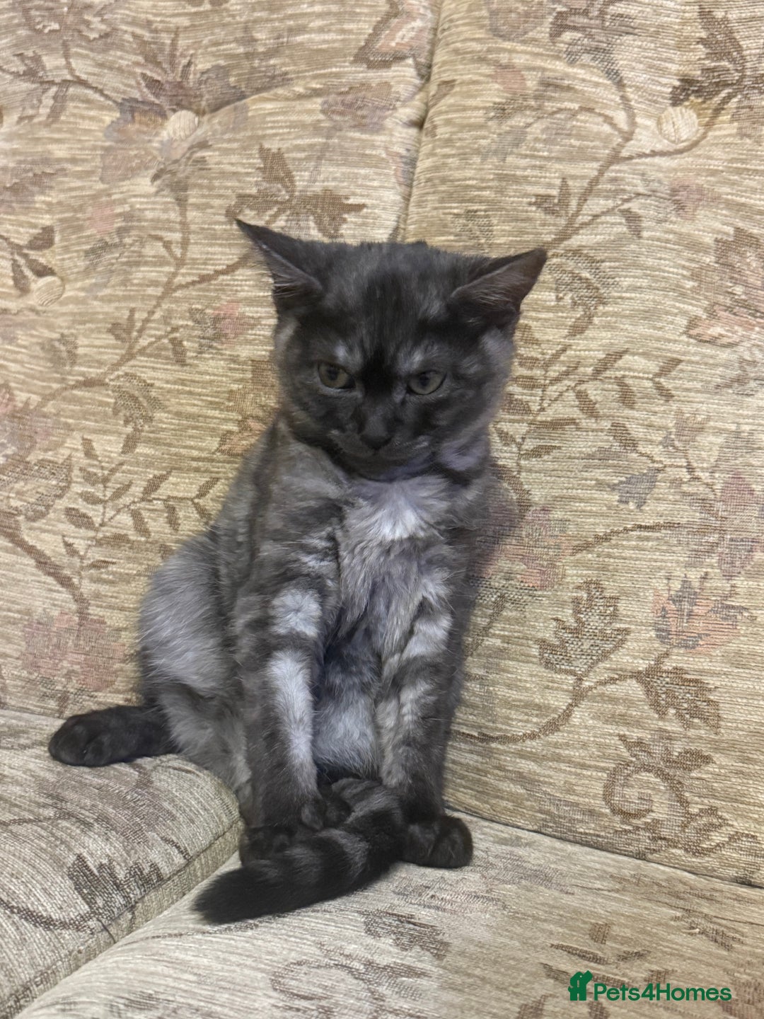 British Longhair cats for sale: British long hair and Scottish fold male & female  - Advert 7