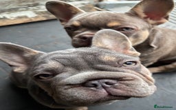 French Bulldog dogs for sale: Isabella wrapped in cream, fluffy carrier - Image 25