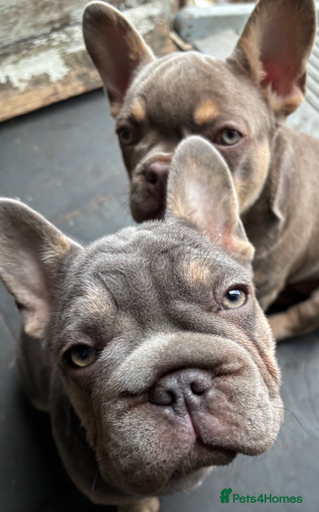 French Bulldog dogs for sale: Isabella wrapped in cream, fluffy carrier - Image 25
